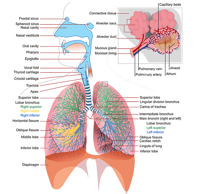 the lungs