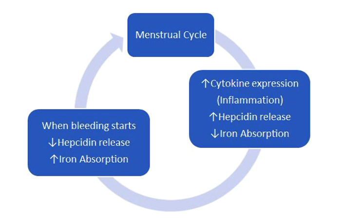 The menstrual cycle influences the hepcidin response