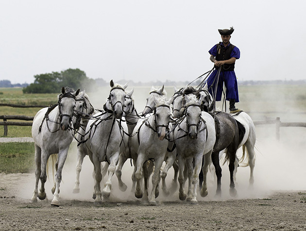 Traditional Horse show in Puszta