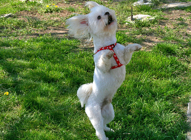 a dancing dog