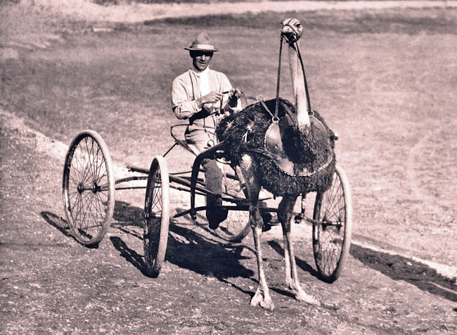 ostrich racing in a harness