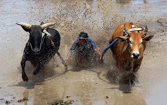 pacu jawi cow race in Indonesia