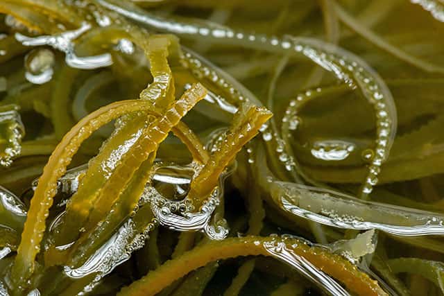 sea moss