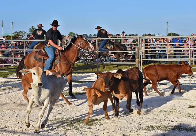 Team Penning
