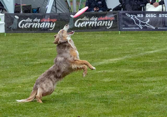 disc dog