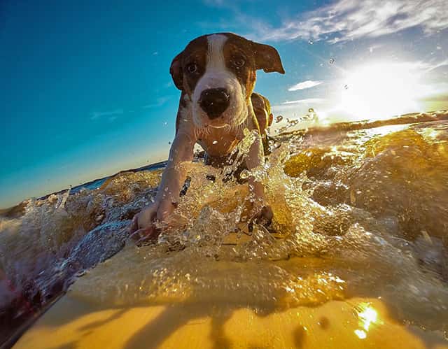 dog surfing