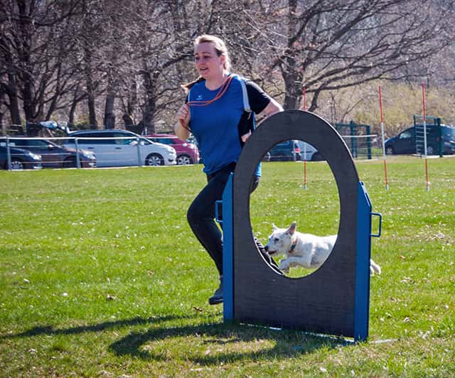 dog sport