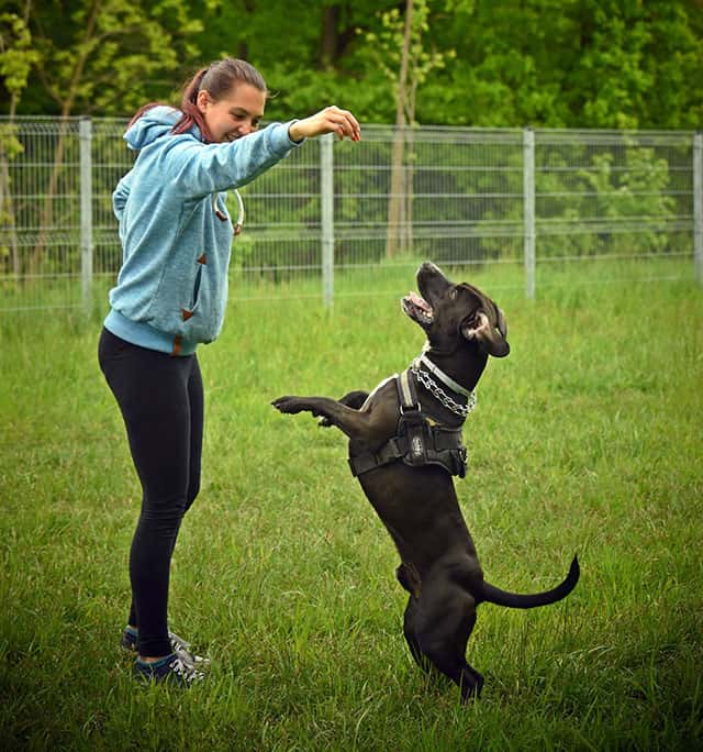 training your dog