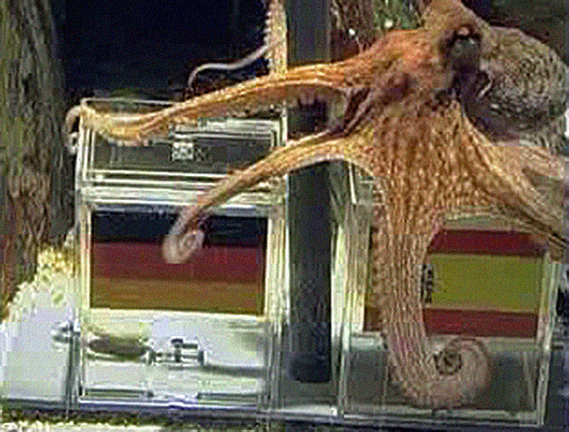 Paul the Octopus makes a prediction