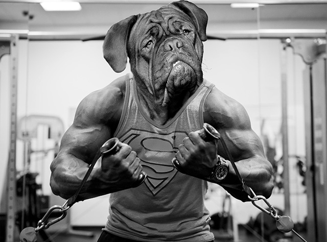 Resistance Training With Your Dog
