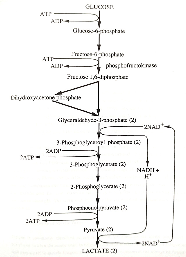 anaerobic glycolysis