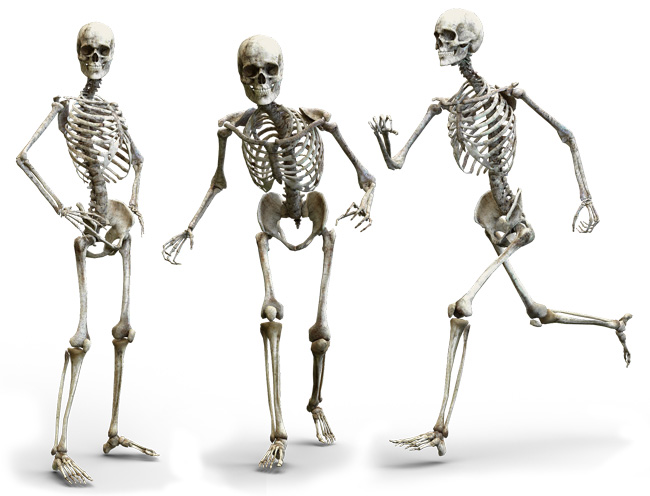 the bones of the body