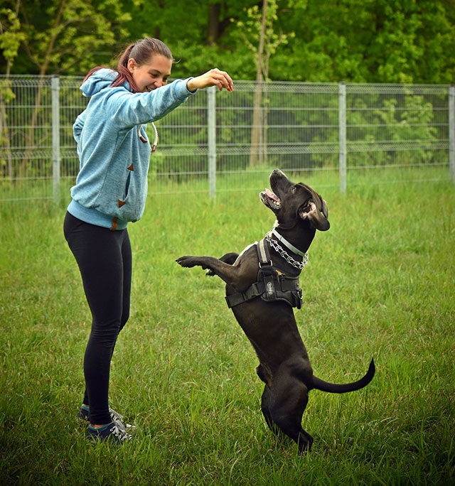 training your dog