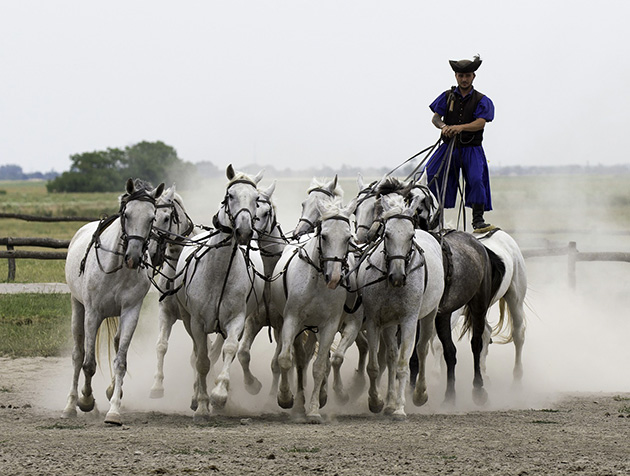 hungary-horse-show-puszta 