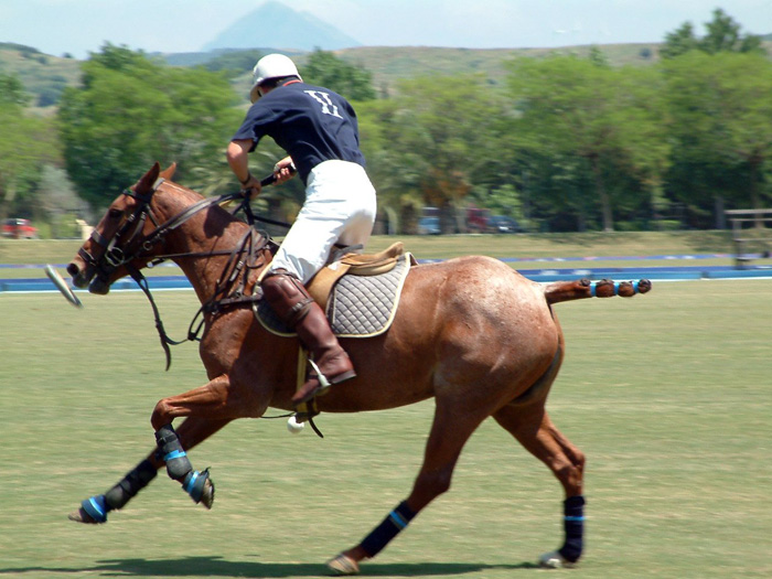 a polo player in action
