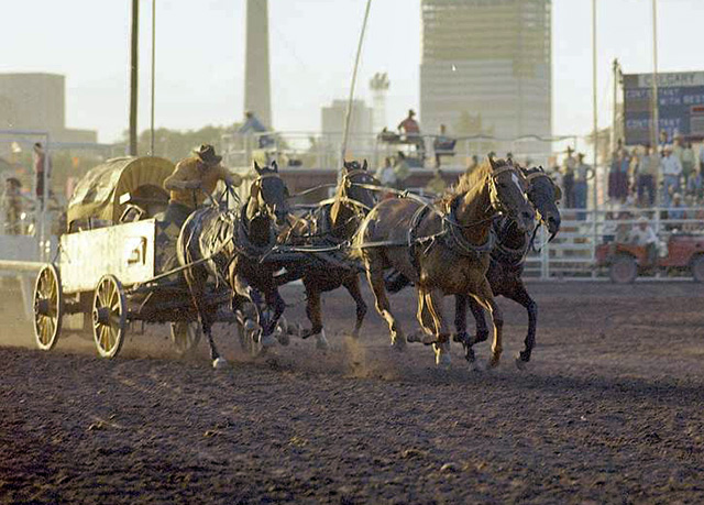 a chuckwagon race at the Calgary Stampede