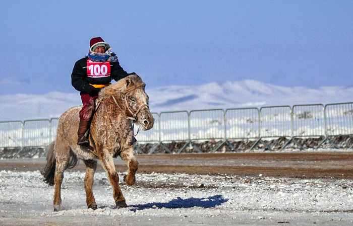  horses in Mongolia
