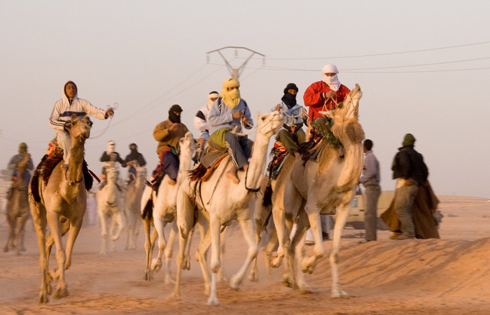 Camel race in Algeria