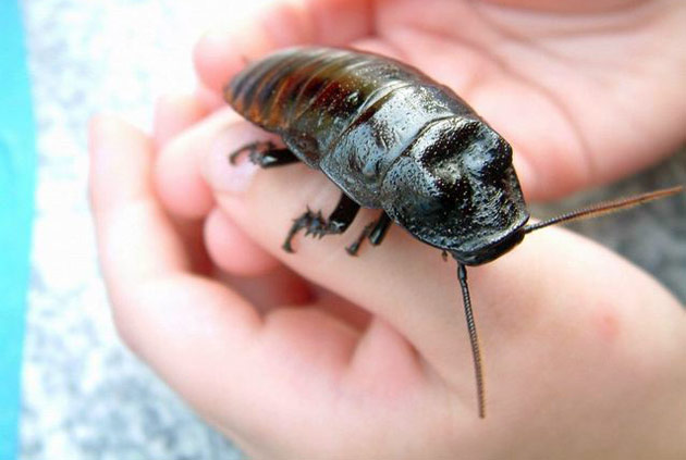 a madagascar cockroach