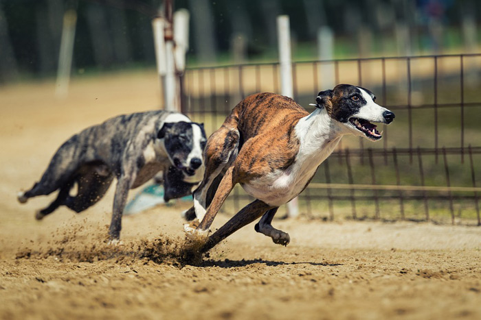 Dog (greyhound) Racing