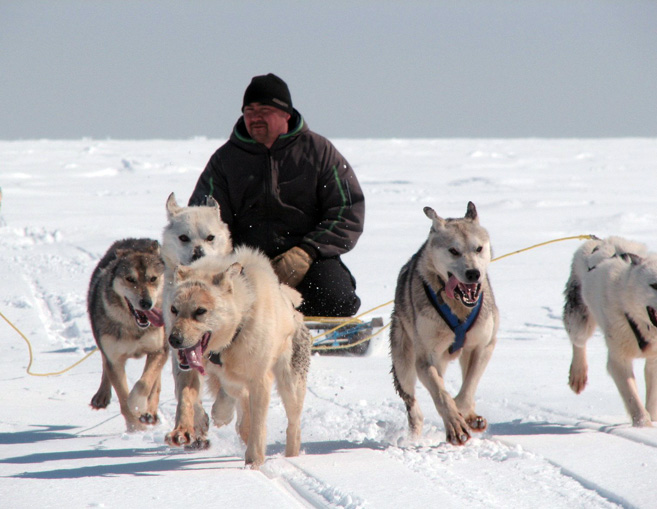 dogs that pull a sled with the driver