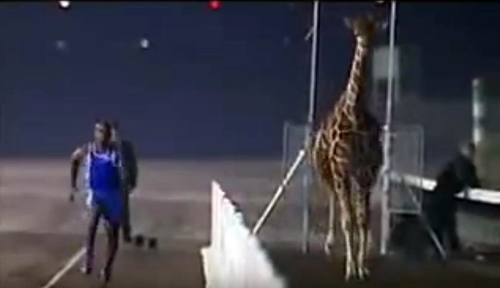 sprinter racing a giraffe