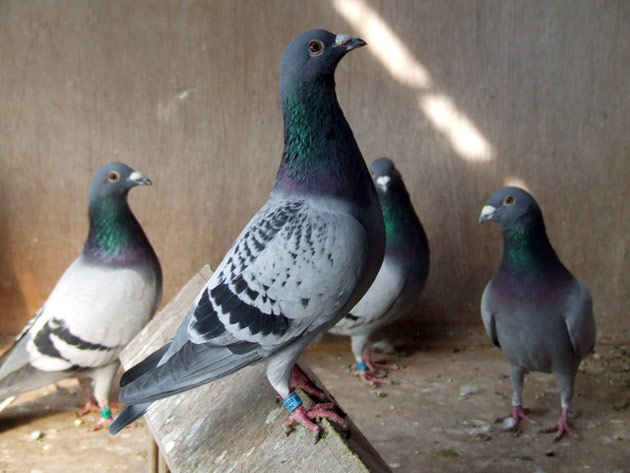 Racing pigeons in a loft.