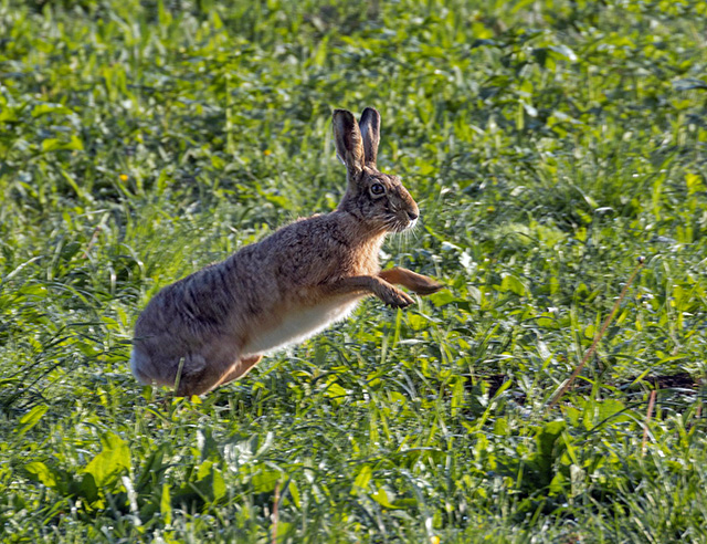 jumping rabbit