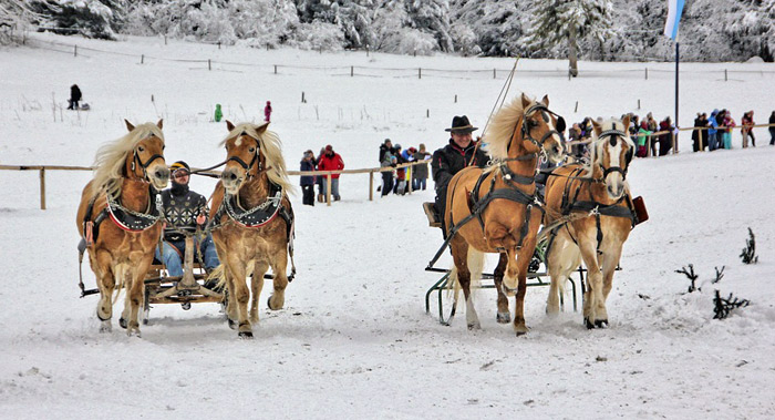 Skijøring with horses