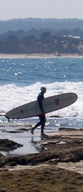 Surfer heading out to the break at Anglesea Surf Beach, Australia