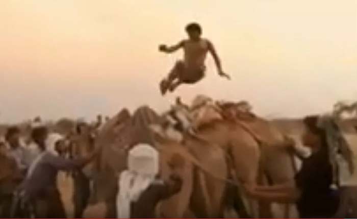 Camel Jumping in Yemen