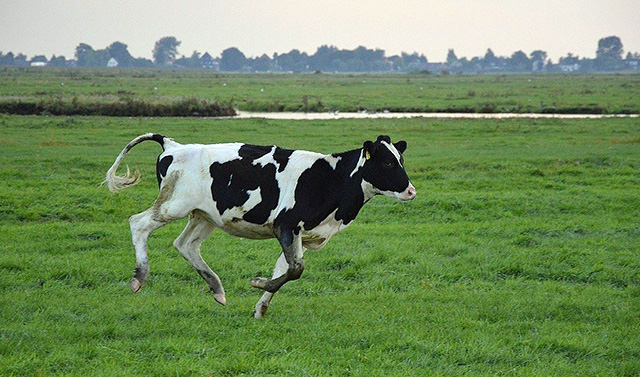 a running cow