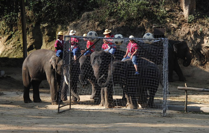 Elephants preparing for a match