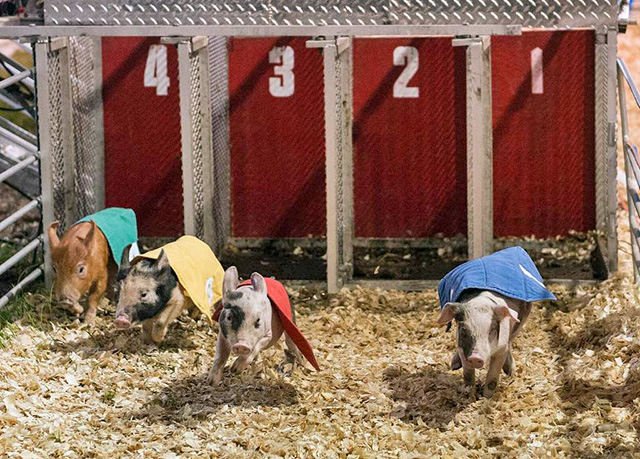 pig races