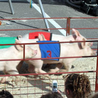 pig racing