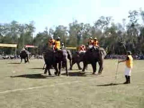 Greatest Elephant Polo Goal of the Century